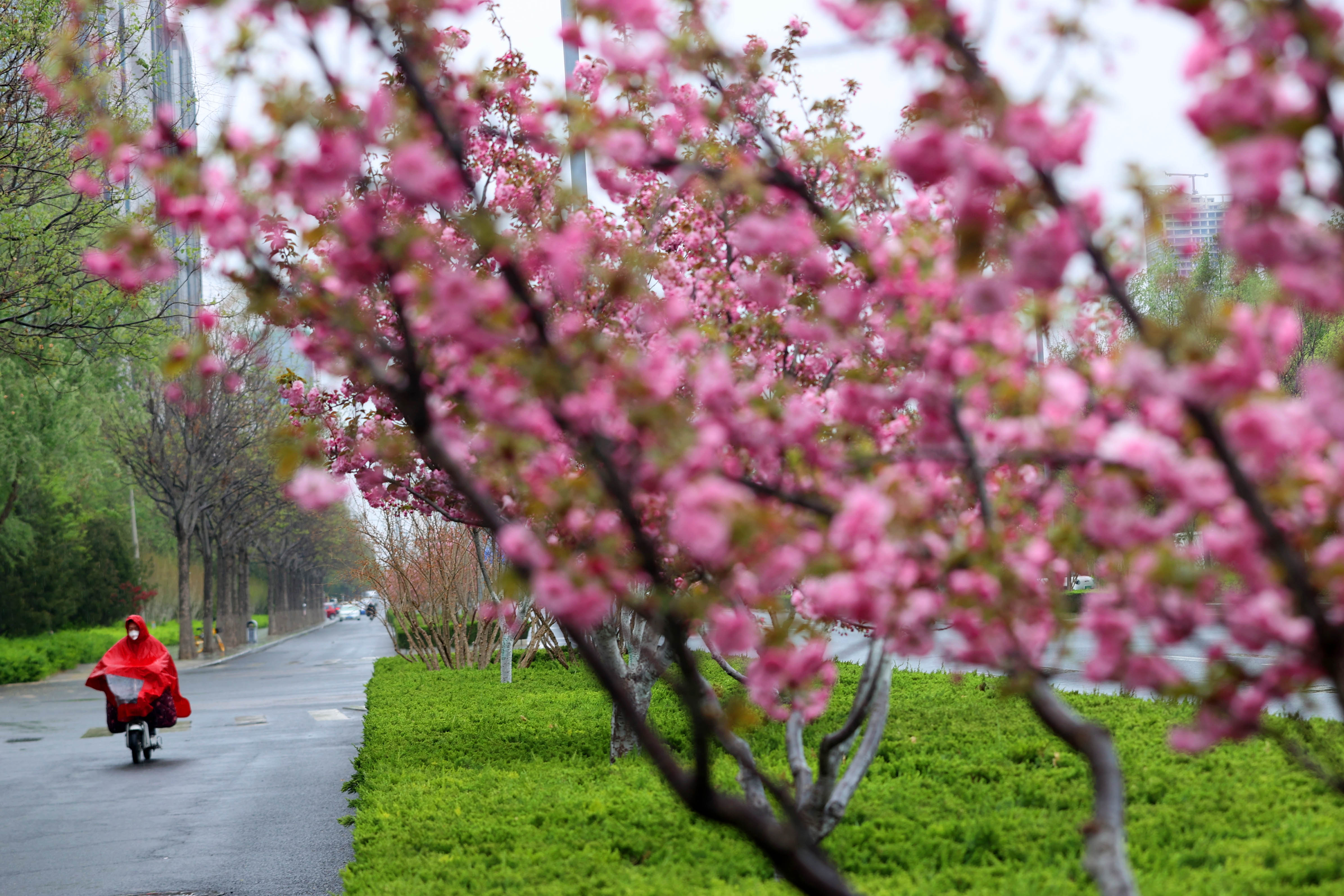 春雨濛濛润泉城