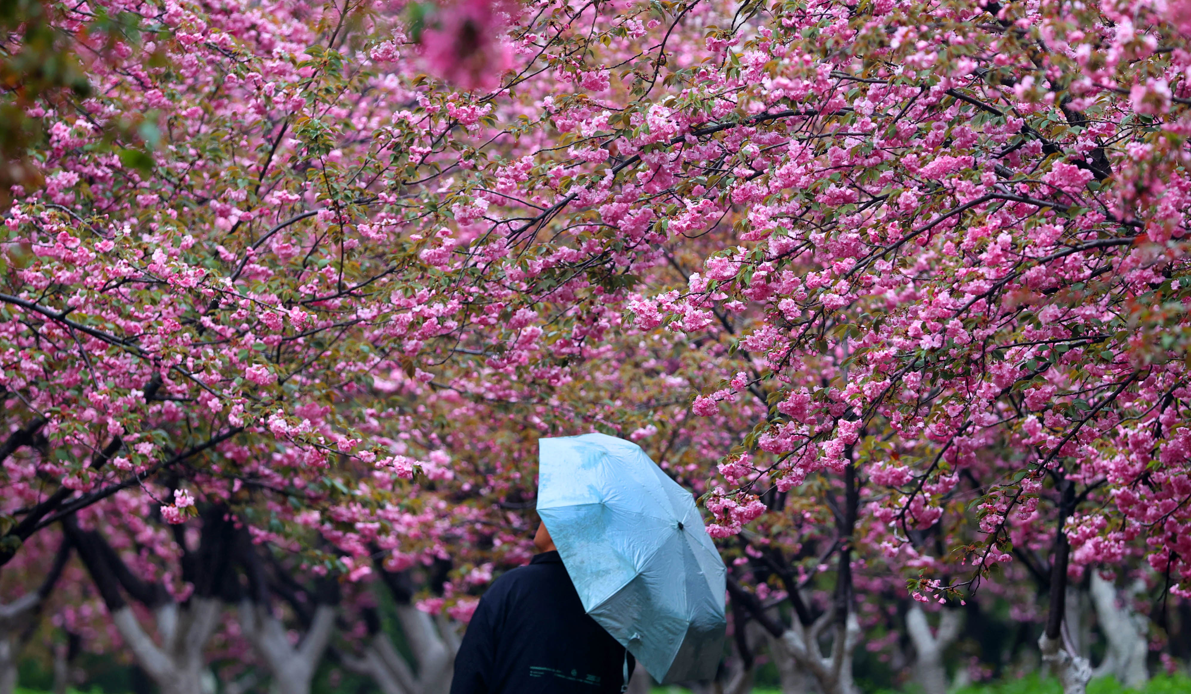 雨中赏花 别有韵味和浪漫