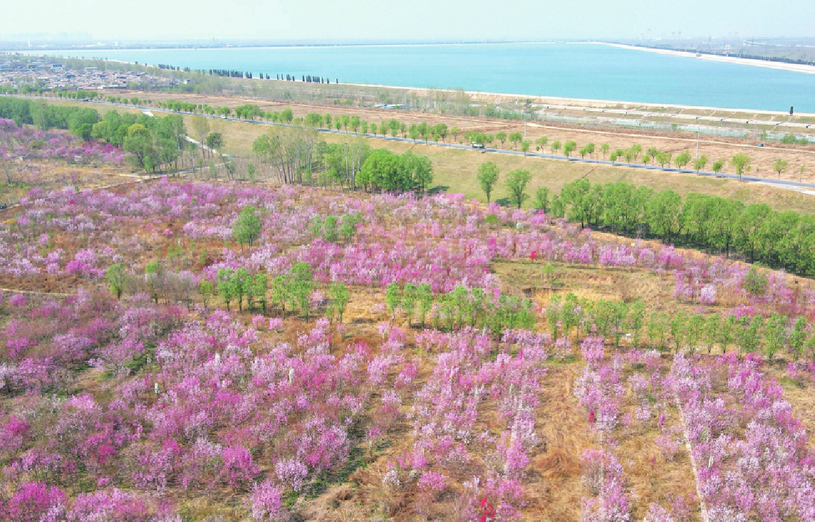 Lebhafte Pfirsichblüten entlang des Gelben Flusses in Jinan