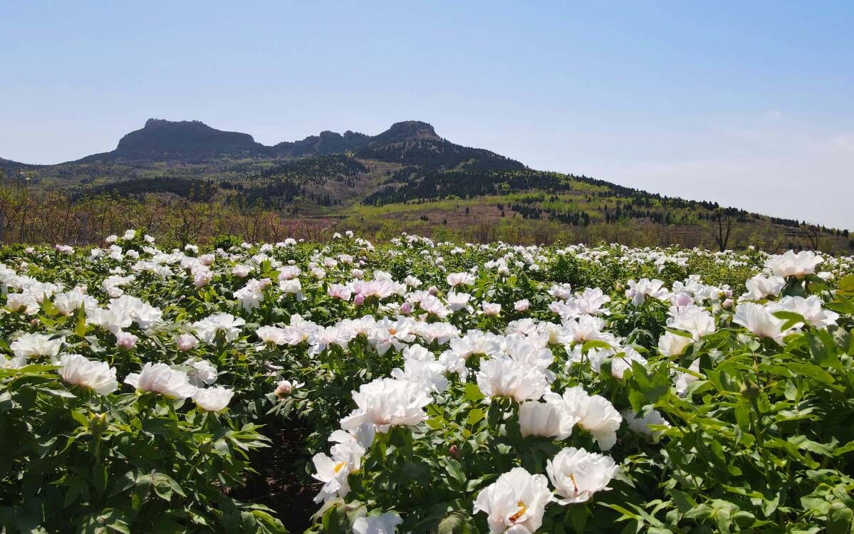 太美了！济南郊野油用牡丹花开正芬芳，快来踏青沉醉花海……