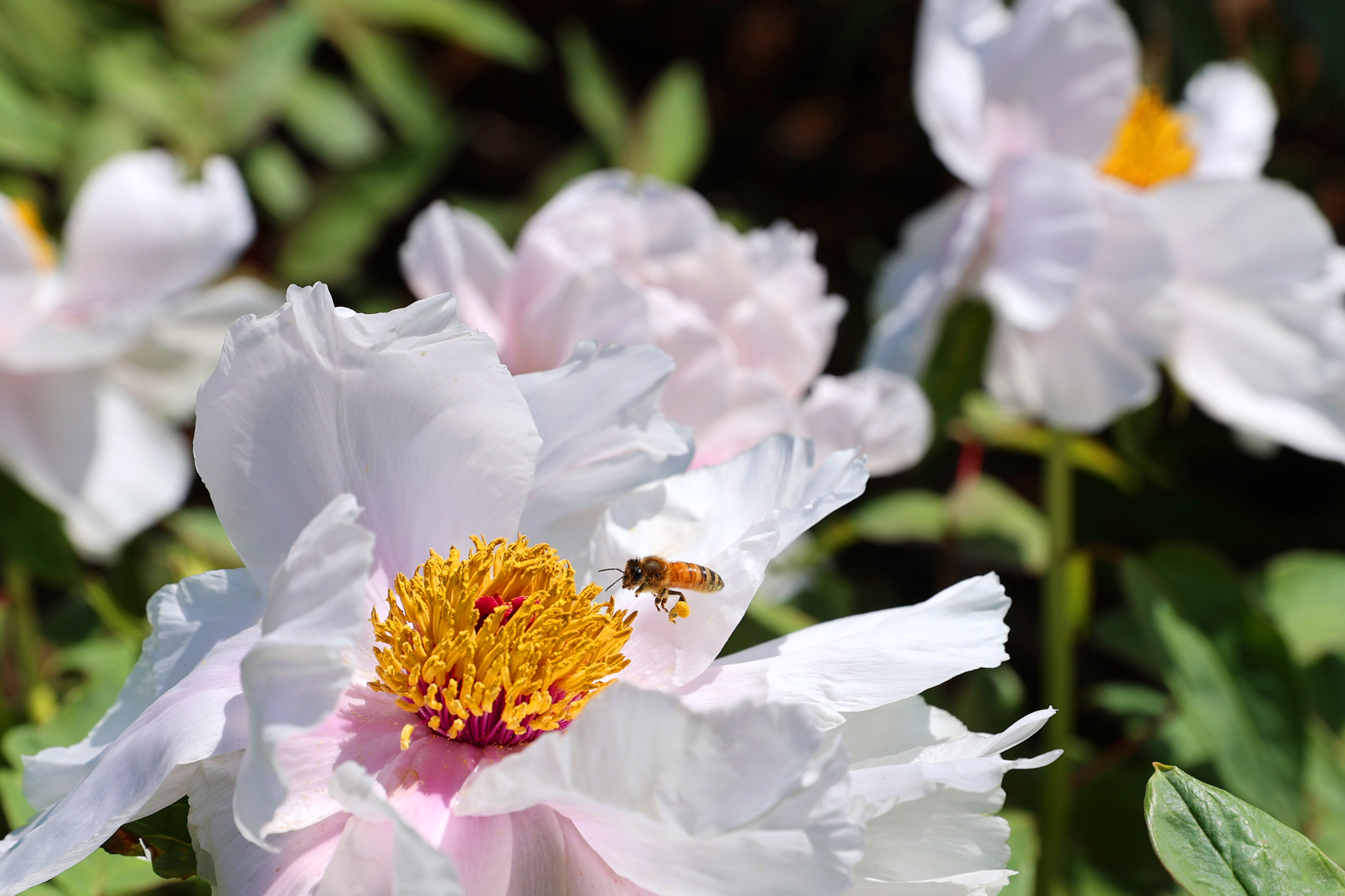 太美了！济南郊野油用牡丹花开正芬芳，快来踏青沉醉花海……