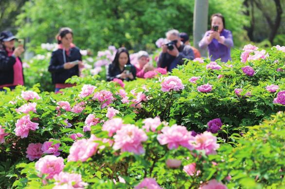 Blooming Peonies in Quancheng Park Welcome Tourists