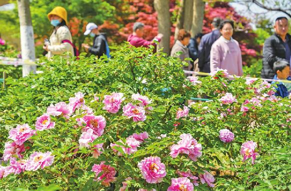 济南：花香醉人满城春