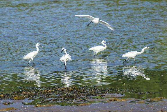 济南玉符河：白鹭嬉戏碧水间