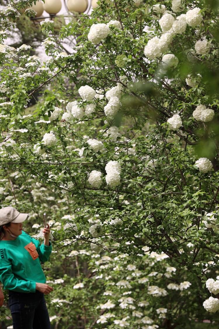 济南泉城公园木绣球花迎来盛花期 团团簇簇惹人爱