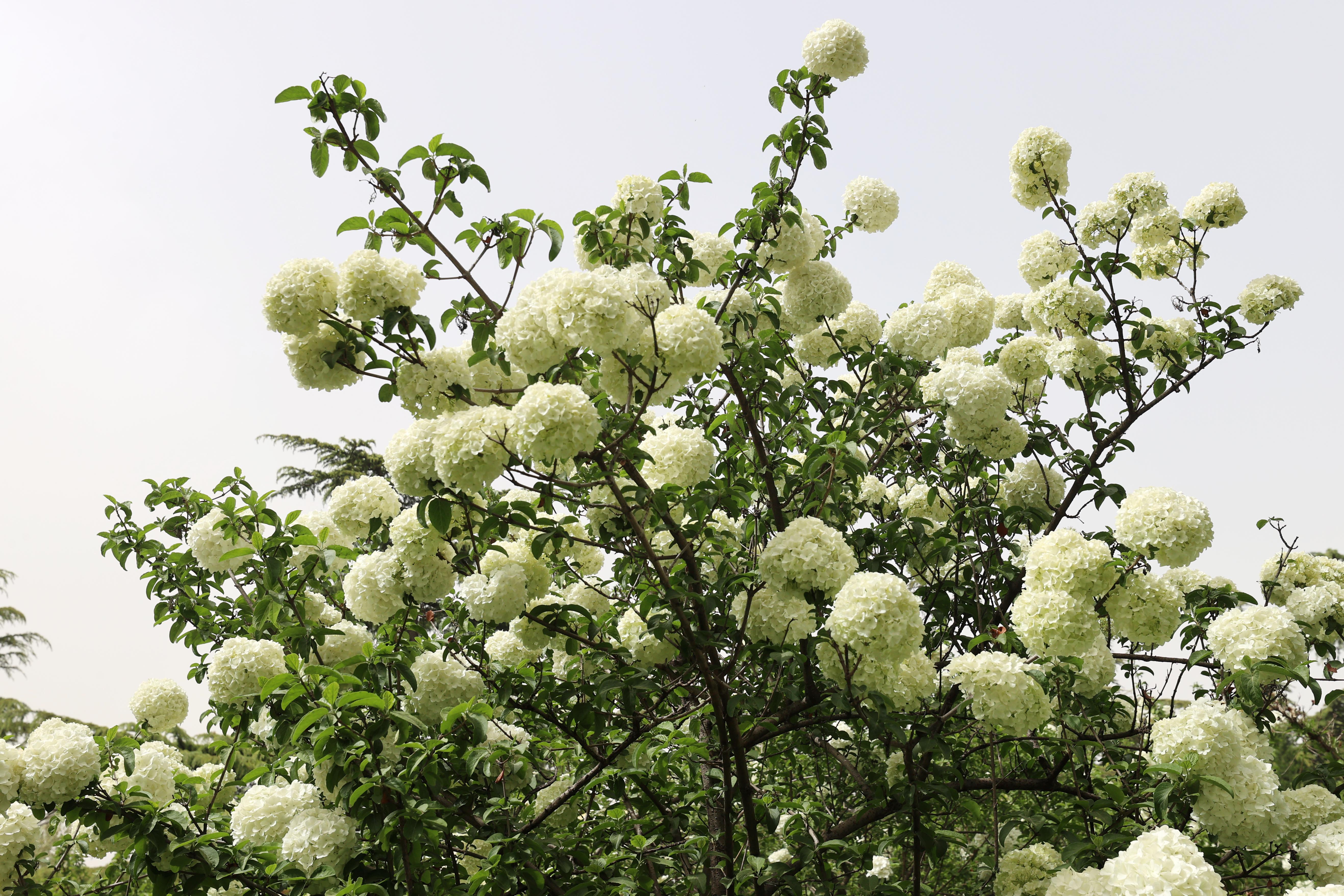 济南泉城公园木绣球花迎来盛花期 团团簇簇惹人爱