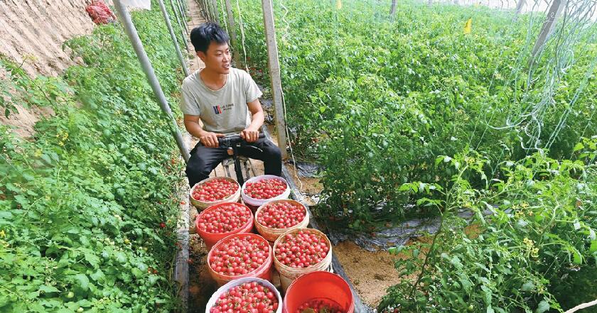 90后“棚二代”返乡创业变身“新农人”