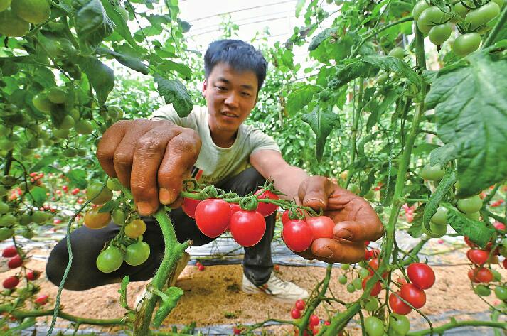 90后“棚二代”返乡创业变身“新农人”