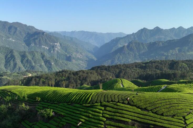 Живописные чайные плантации в горах Муэршань в Центральном Китае