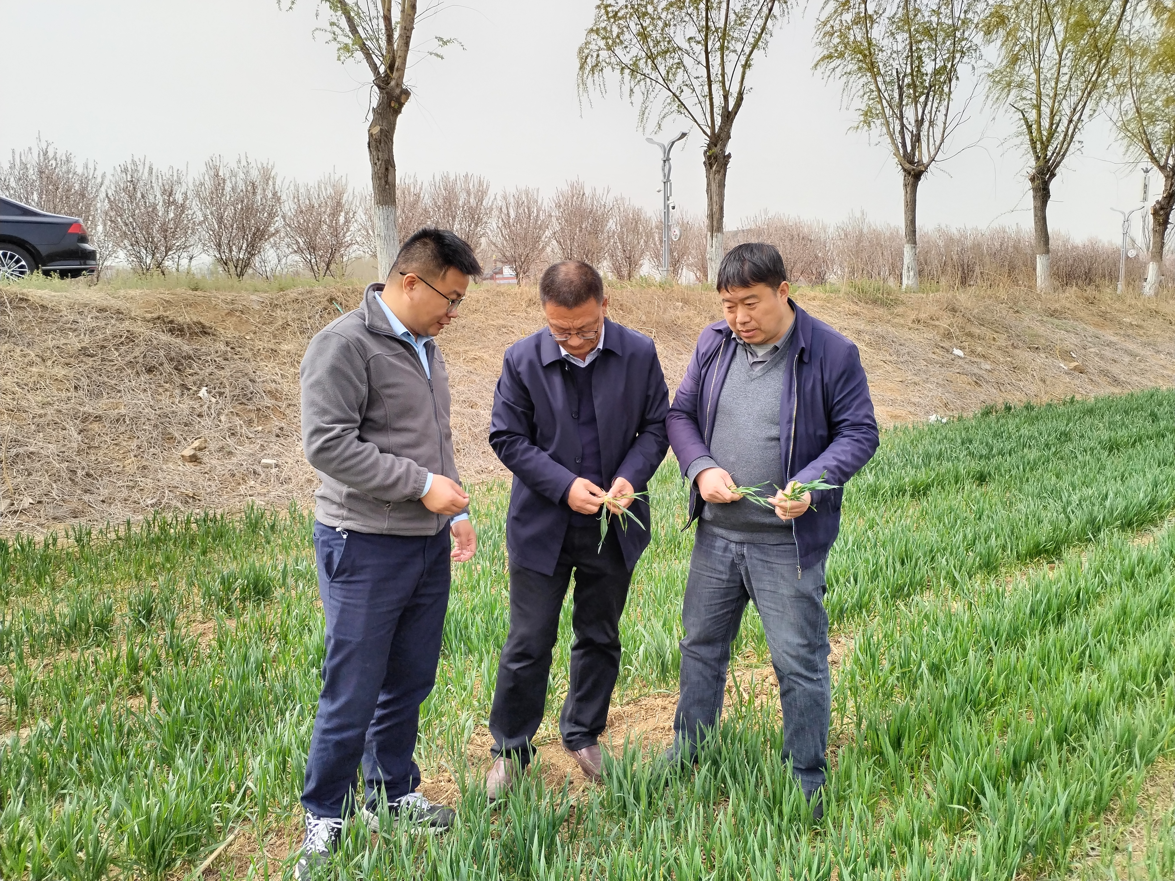 政企联动，助力春耕备耕——泰安市农业局联合山东平安产险考察小麦冻灾