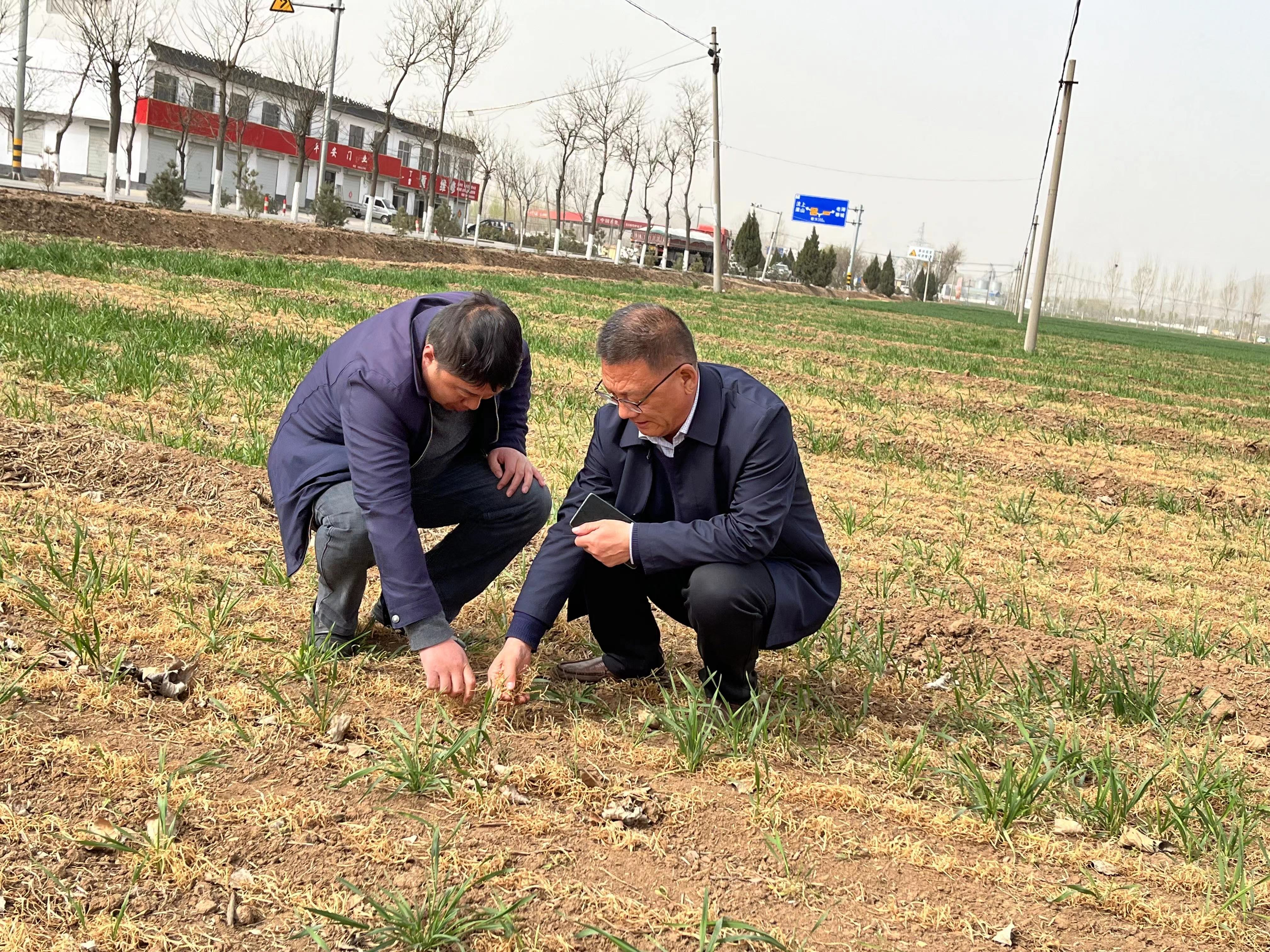 政企联动，助力春耕备耕——泰安市农业局联合山东平安产险考察小麦冻灾