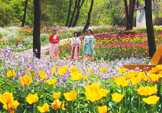 Bunte und romantische Tulpen