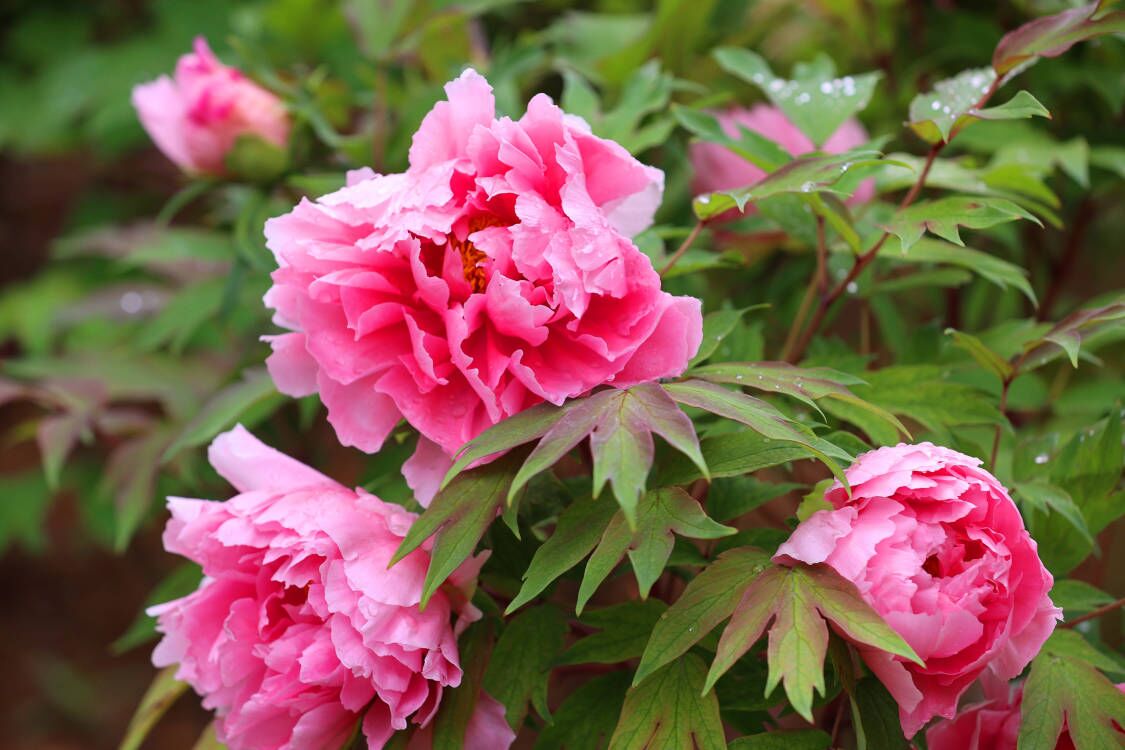 雨润牡丹花娇艳 国色天香满庭芳