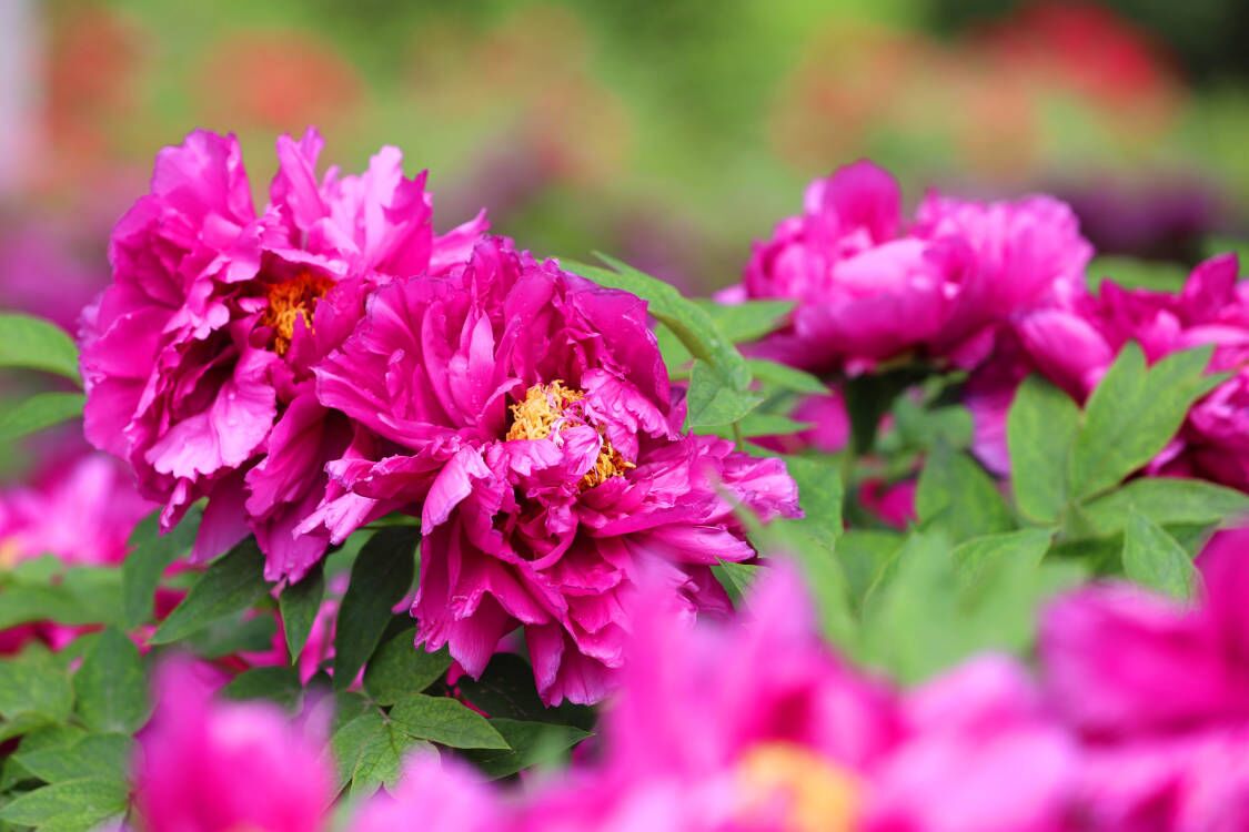 雨润牡丹花娇艳 国色天香满庭芳