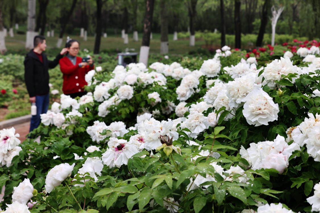 雨润牡丹花娇艳 国色天香满庭芳