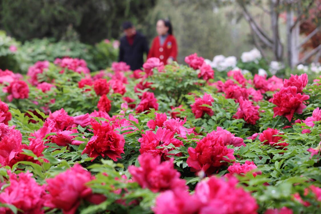 雨润牡丹花娇艳 国色天香满庭芳