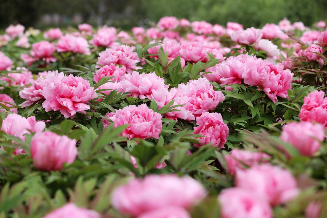雨润牡丹花娇艳 国色天香满庭芳