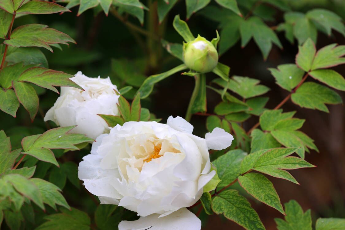 雨润牡丹花娇艳 国色天香满庭芳