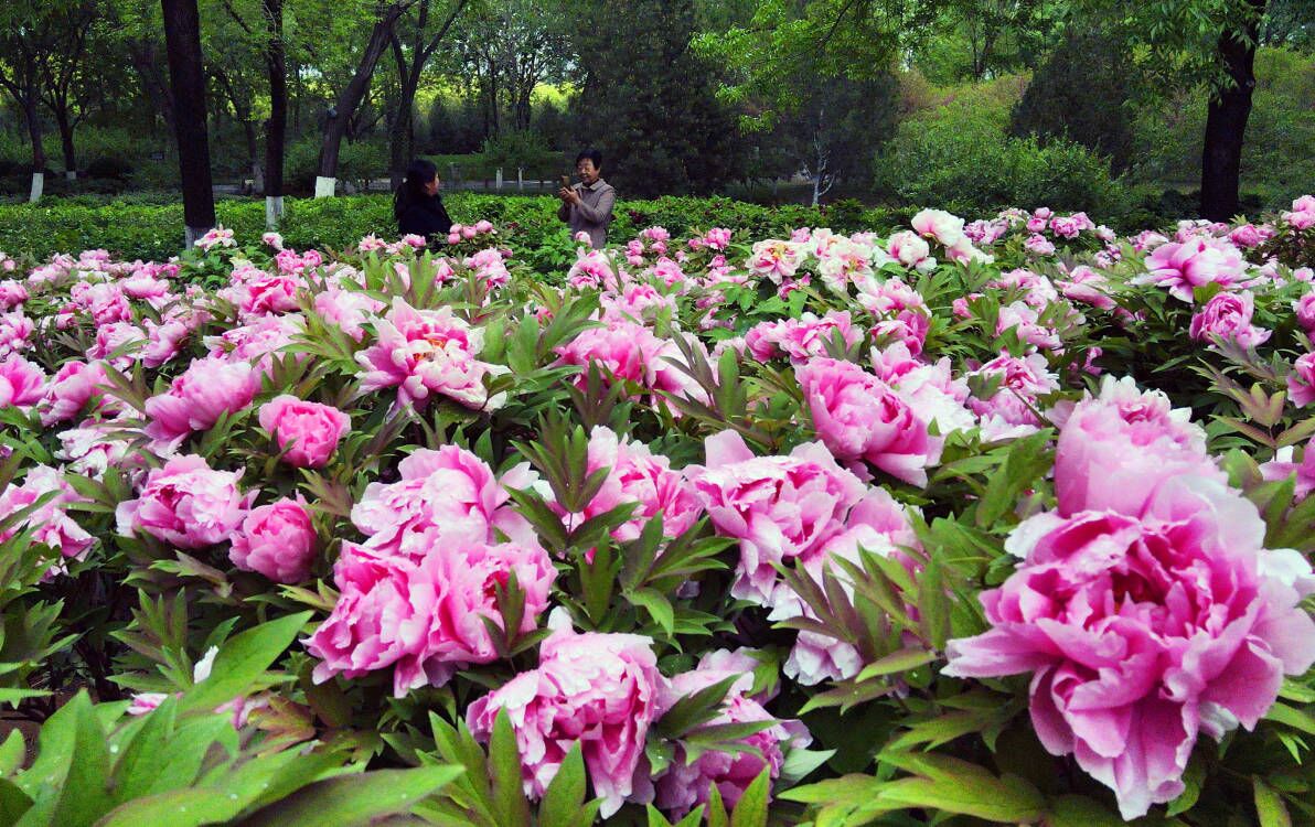 雨润牡丹花娇艳 国色天香满庭芳