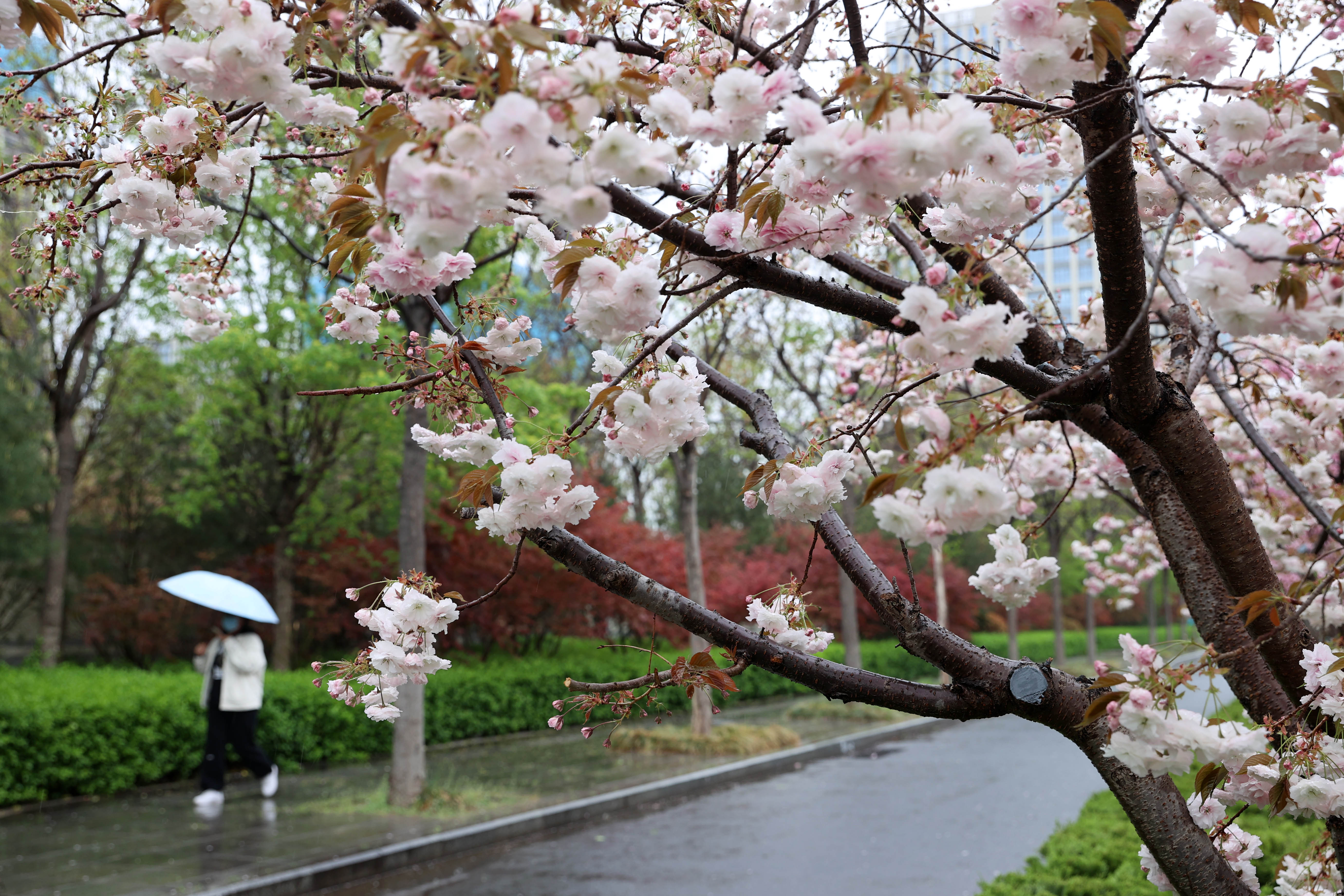 气温“大跳水” 重回“1字头” 本周末济南气温持续走低还有雨