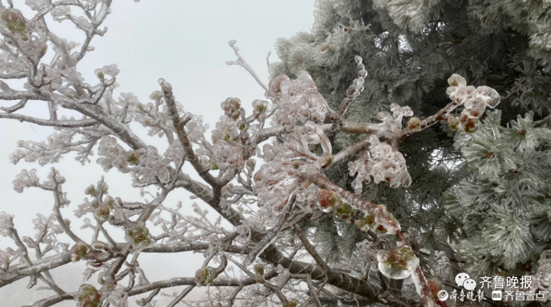 刚刚，山东这里下雪了！强冷空气继续发威，多地再遇“换季式”降温