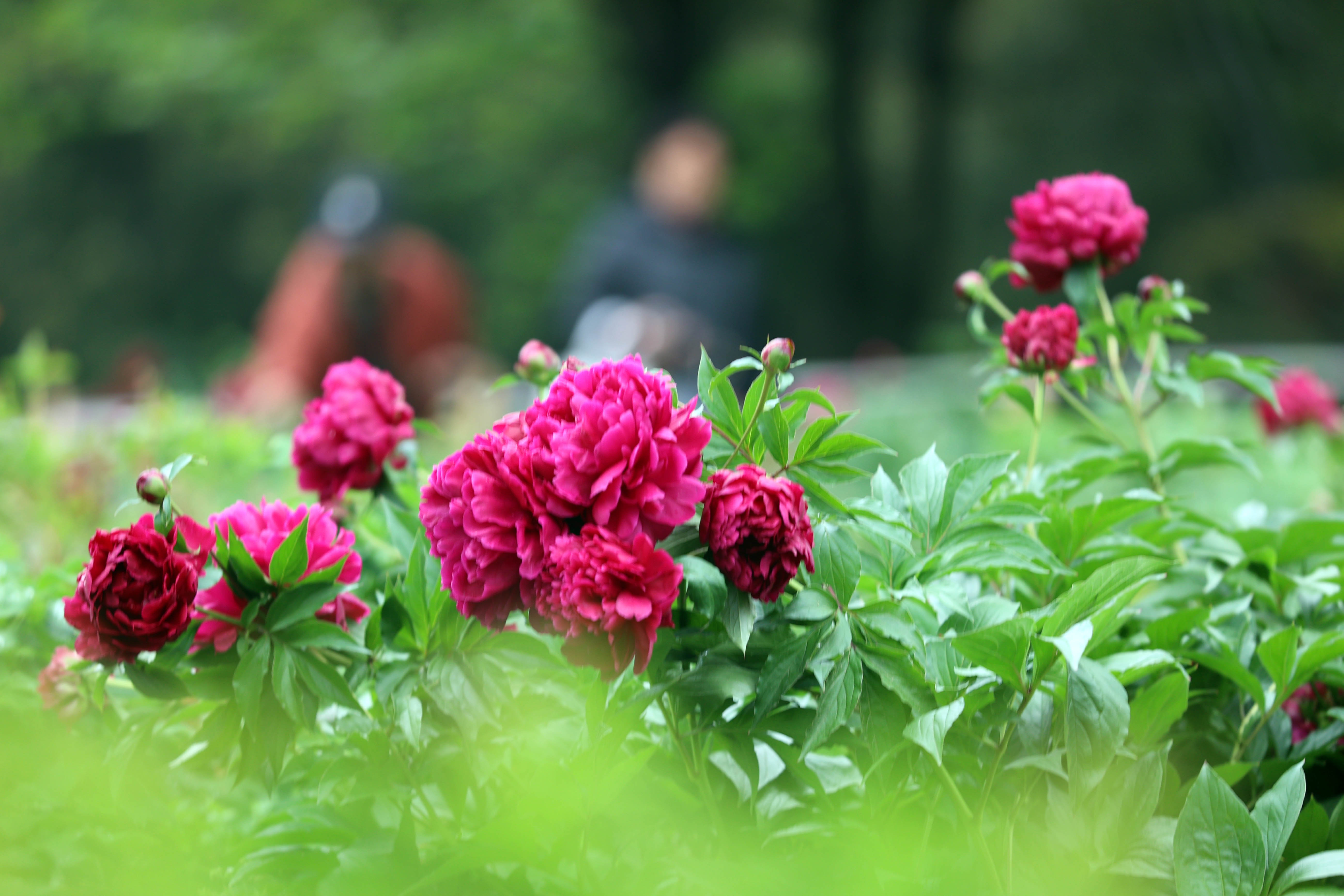 济南：芍药花开好浪漫，娇艳欲滴赛牡丹