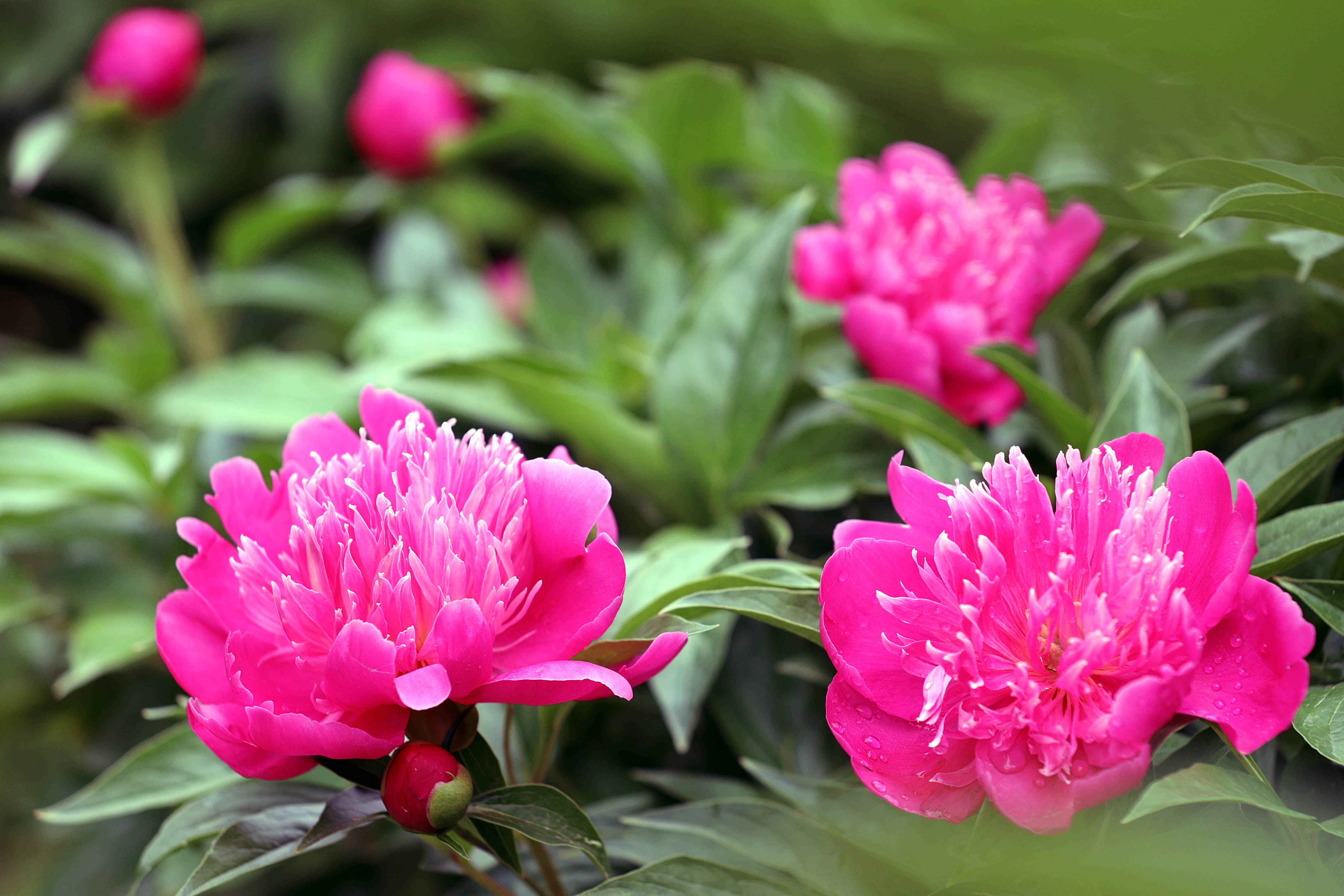 济南：芍药花开好浪漫，娇艳欲滴赛牡丹