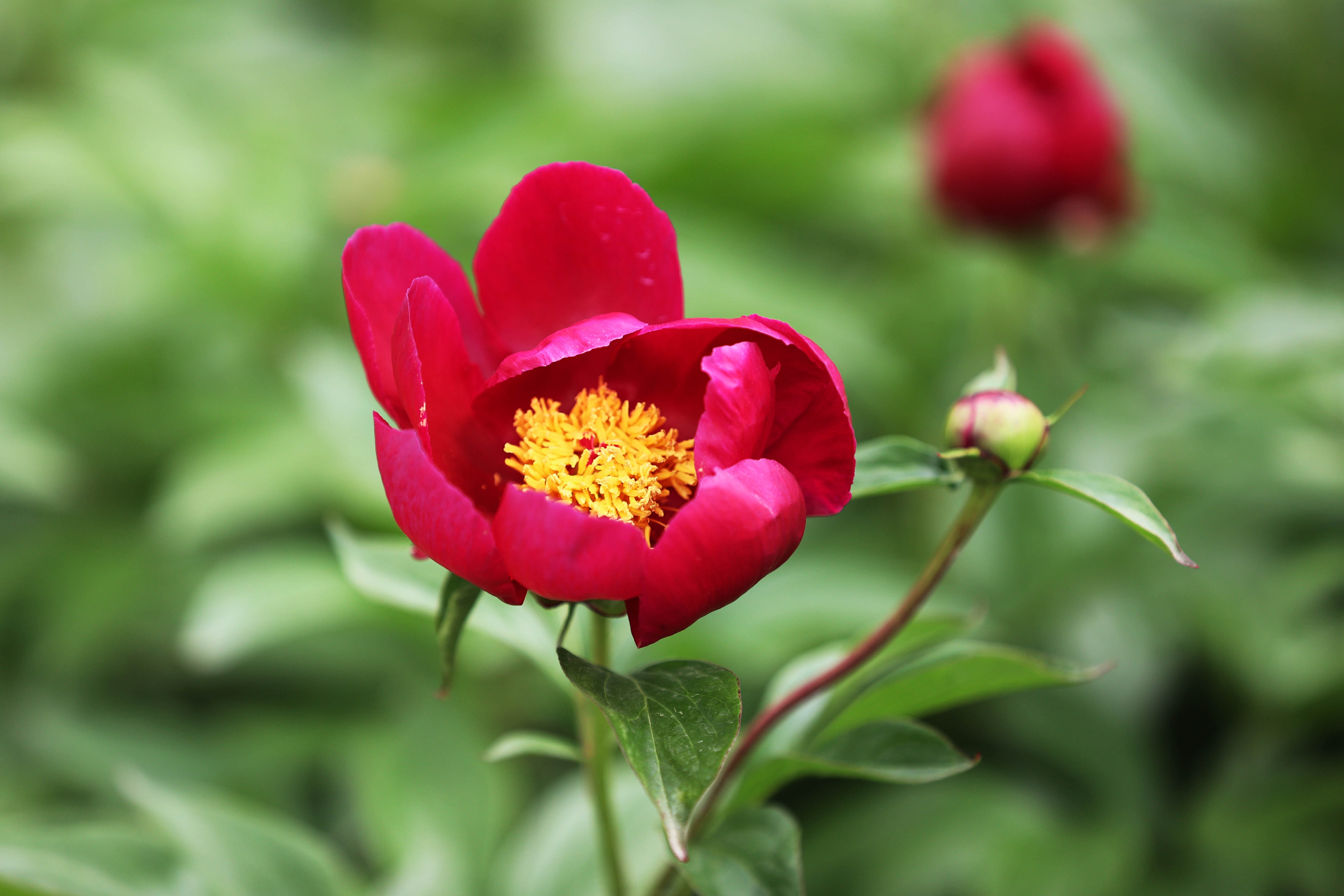 济南：芍药花开好浪漫，娇艳欲滴赛牡丹