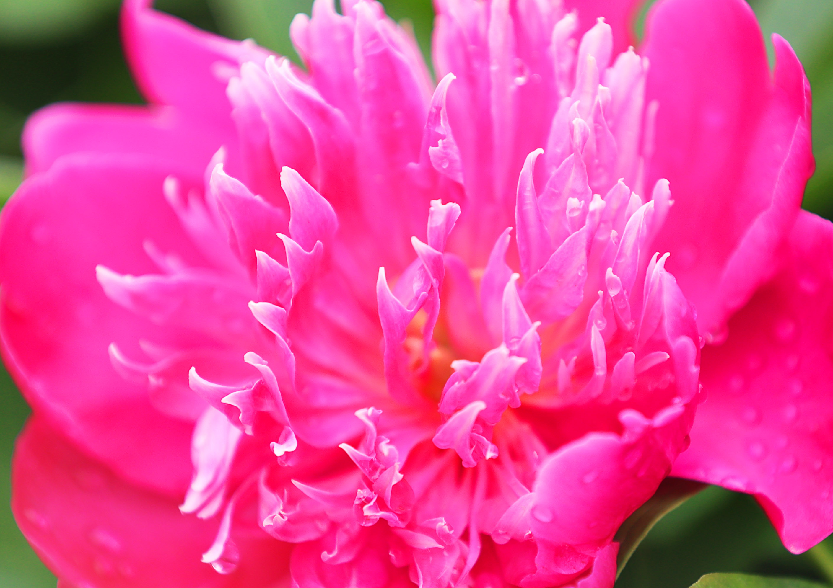 济南：芍药花开好浪漫，娇艳欲滴赛牡丹