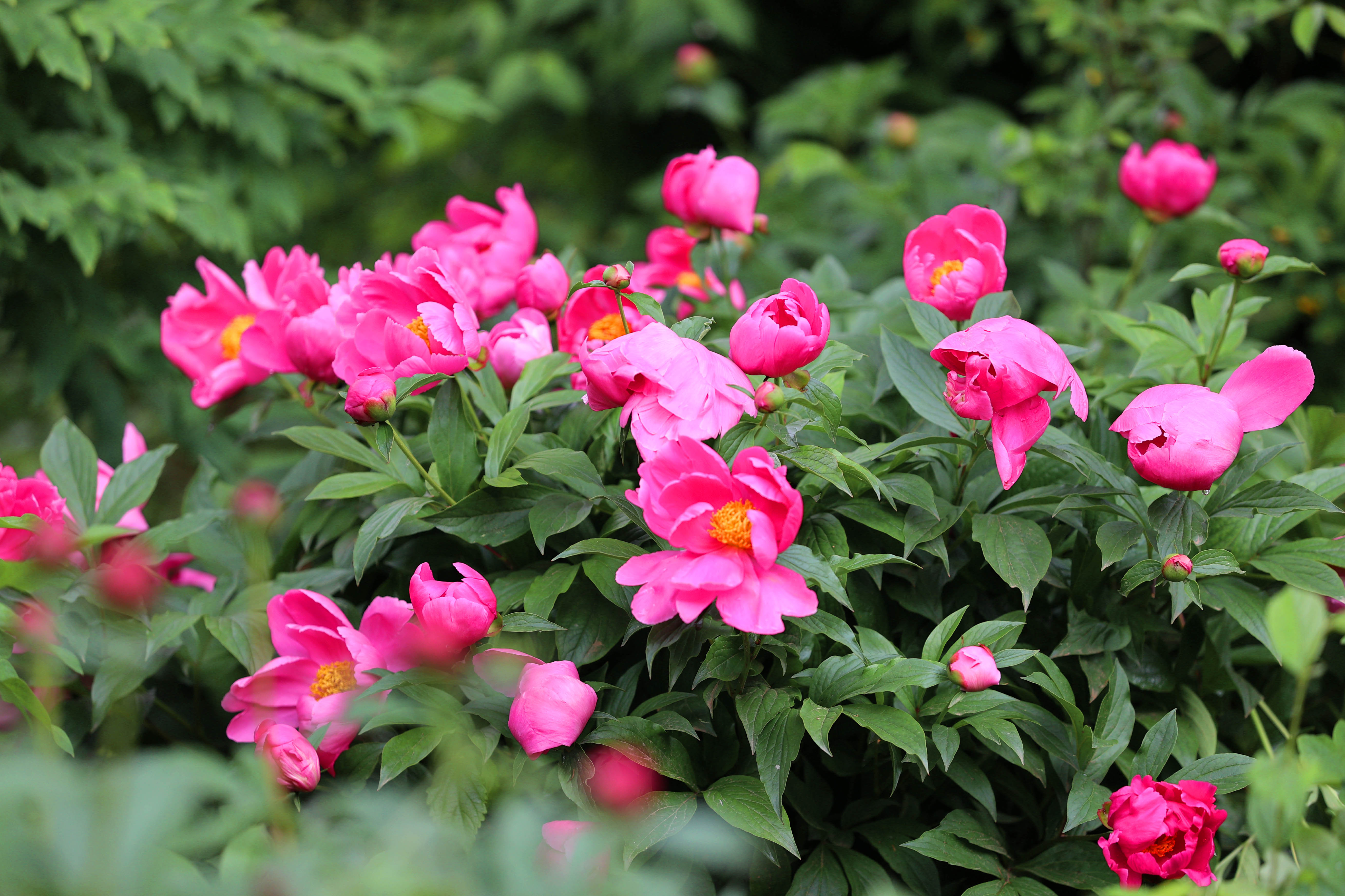 济南：芍药花开好浪漫，娇艳欲滴赛牡丹