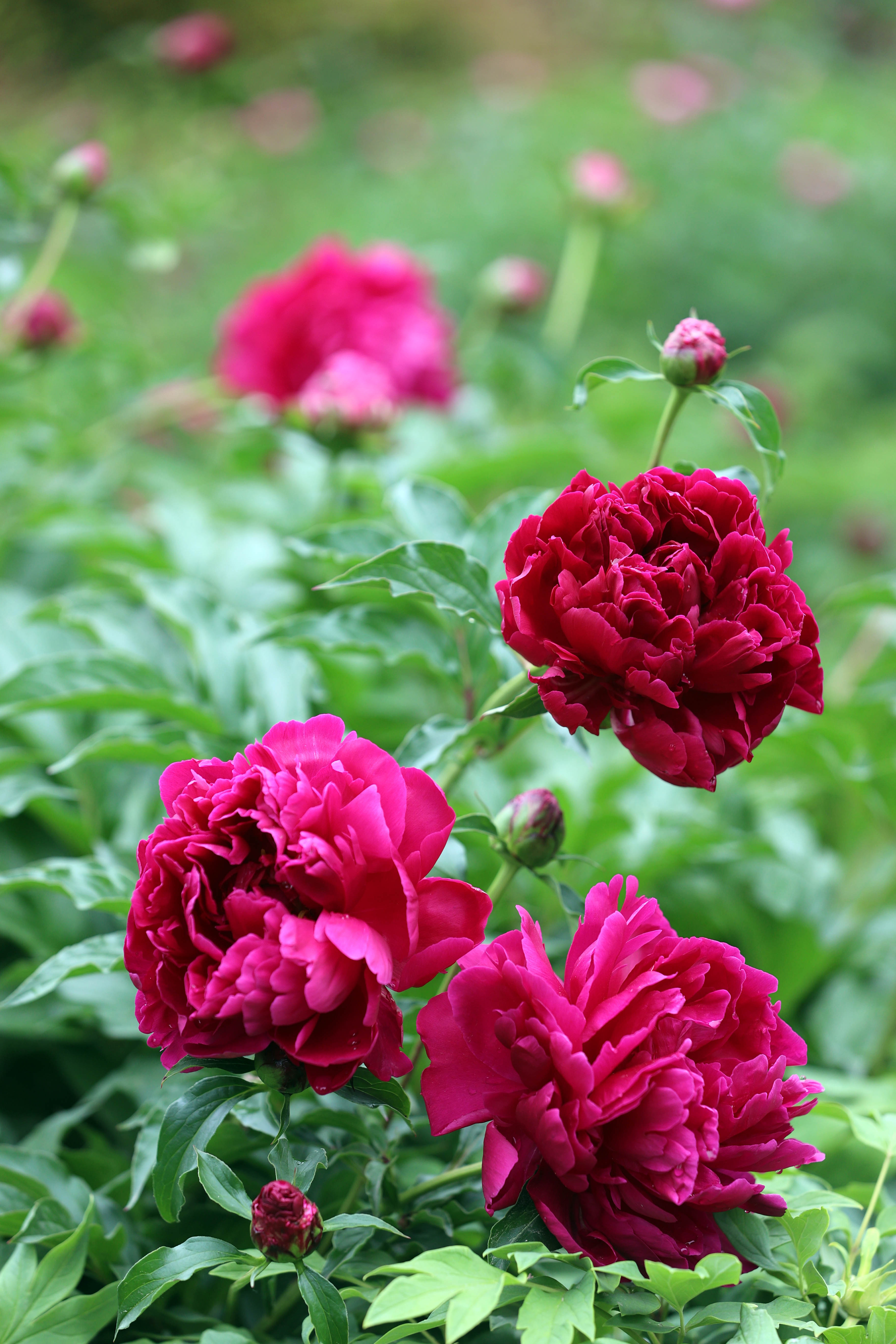 济南：芍药花开好浪漫，娇艳欲滴赛牡丹