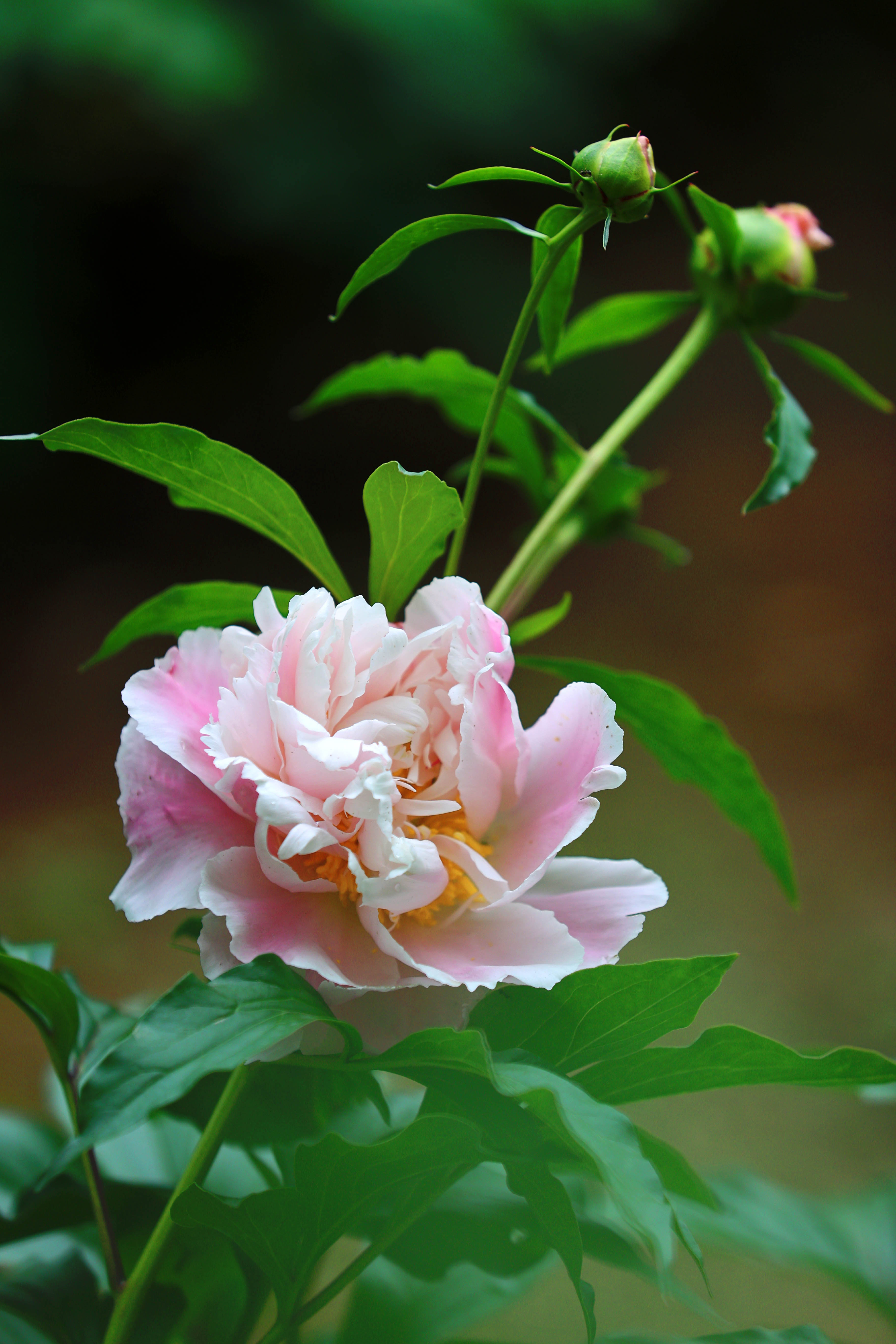 济南：芍药花开好浪漫，娇艳欲滴赛牡丹