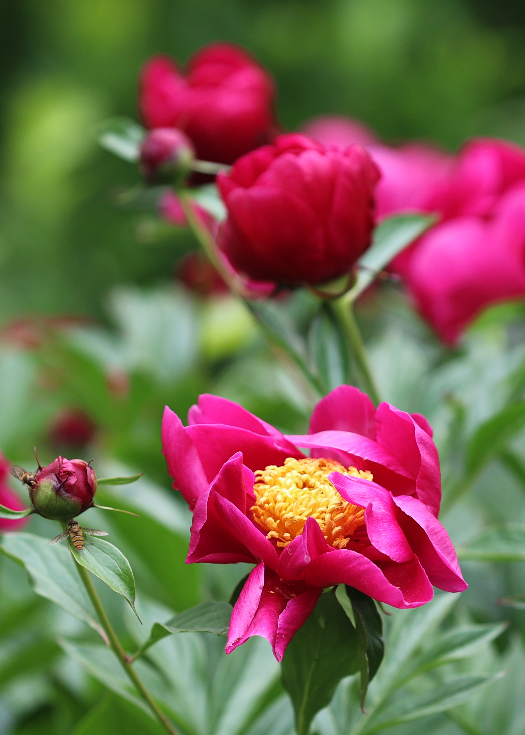 济南：芍药花开好浪漫，娇艳欲滴赛牡丹