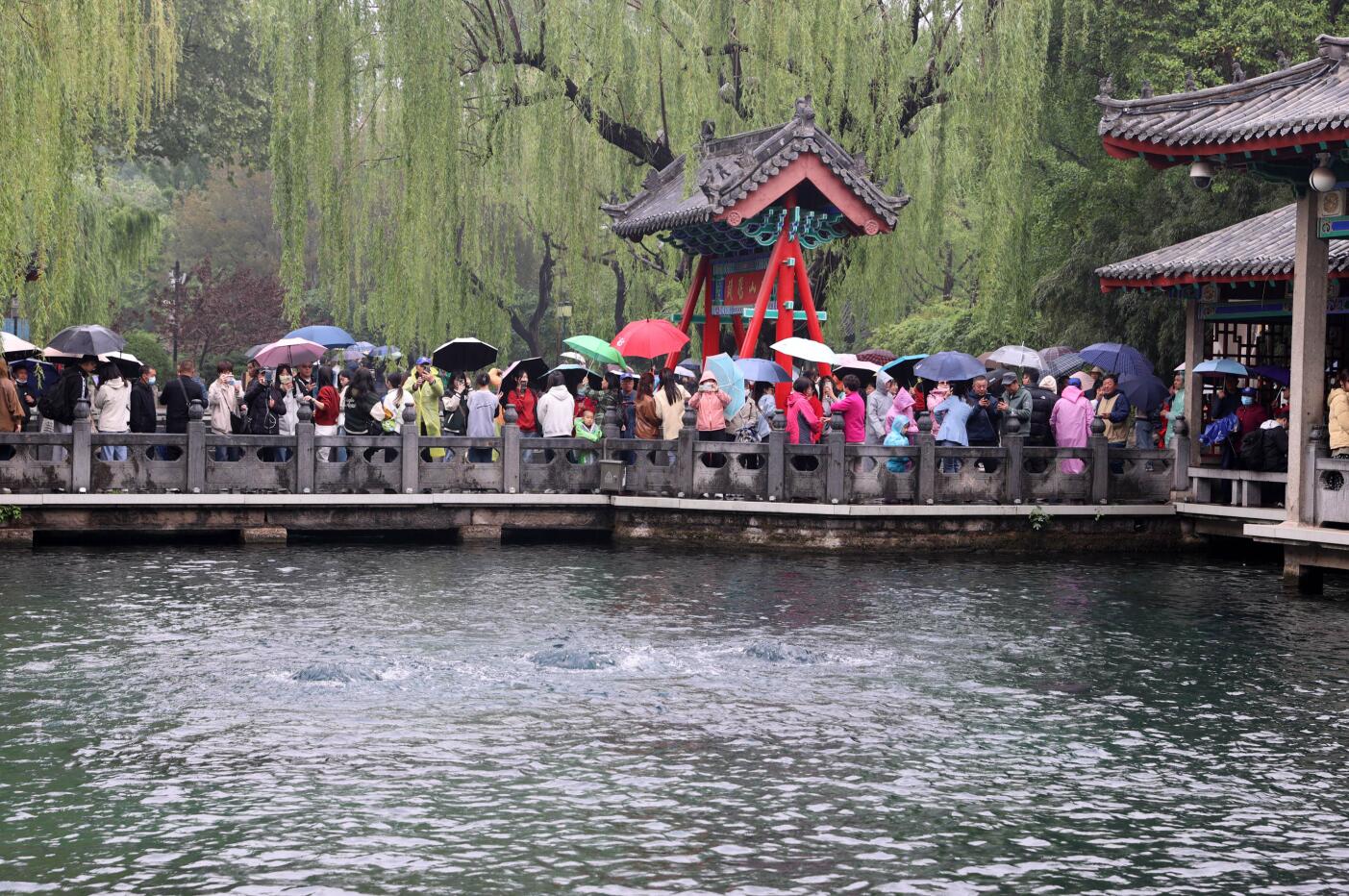 春雨连绵 水位回升 趵突腾空持续在线