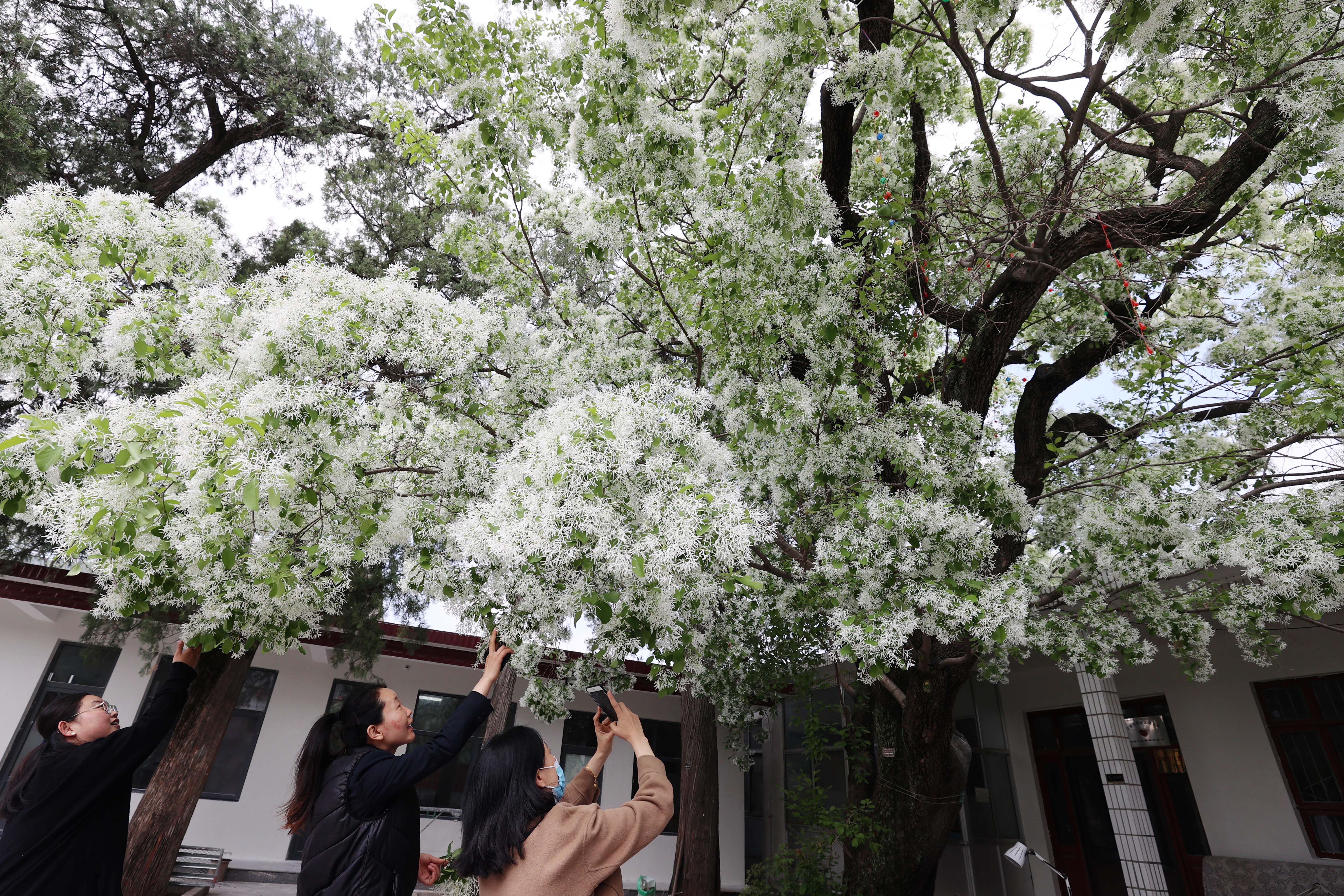 济南千年降龙树花开似雪 香飘十里美如画