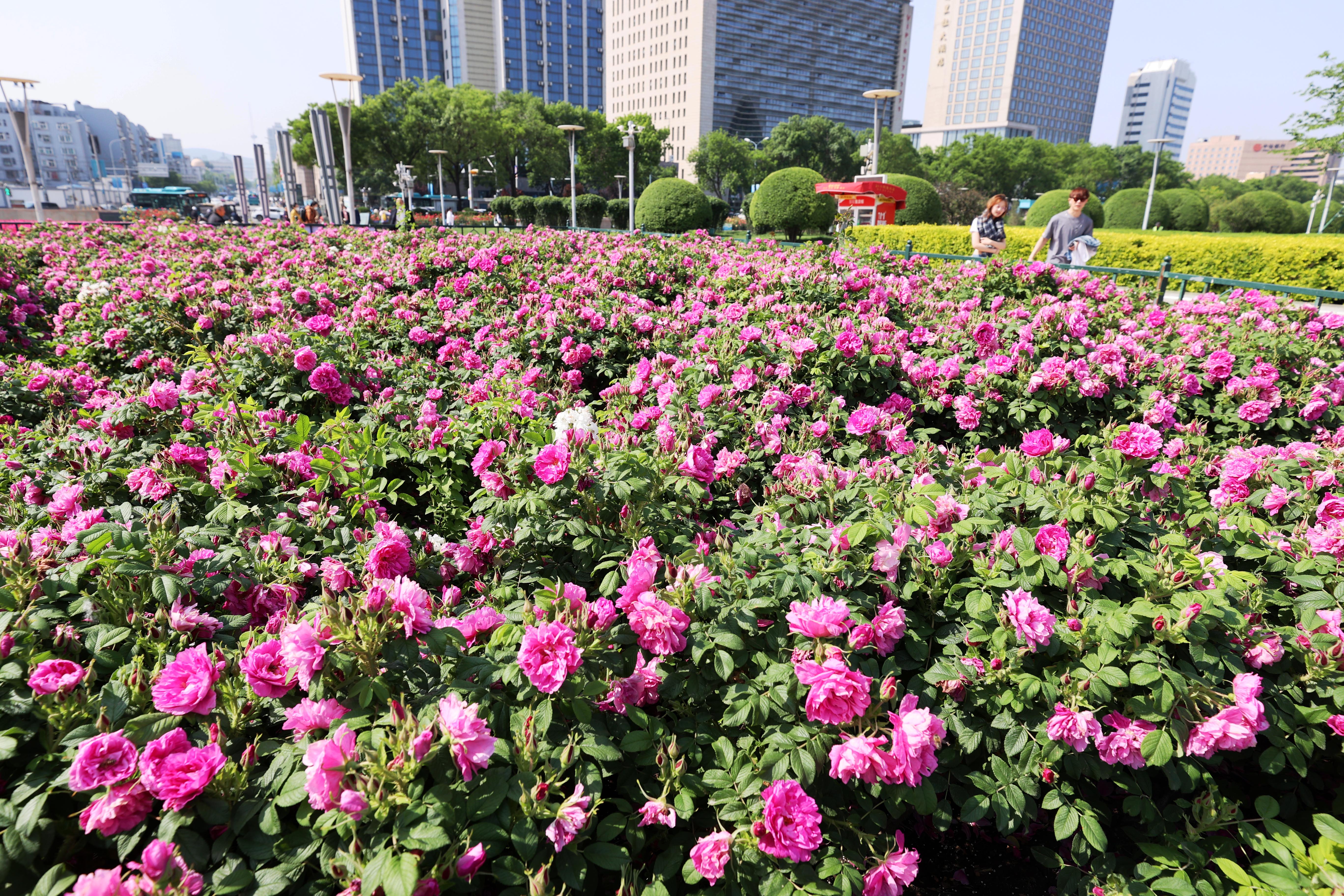 美翻了！花开泉城“大客厅” 玫瑰香满济南城 ，快来感受浪漫气息