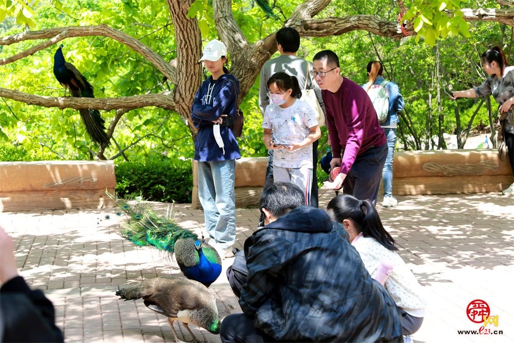 郁金香 孔雀王国 丛林滑道 红叶谷开启假期欢乐模式