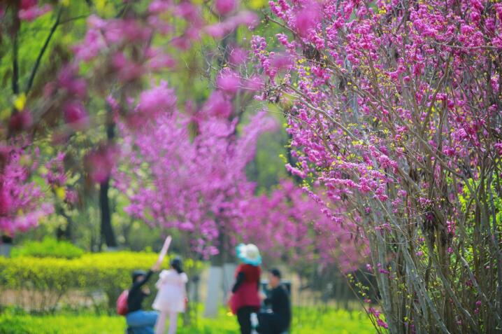 La liste des premiers espaces verts de parcs urbains du Shandong a été dévoilée