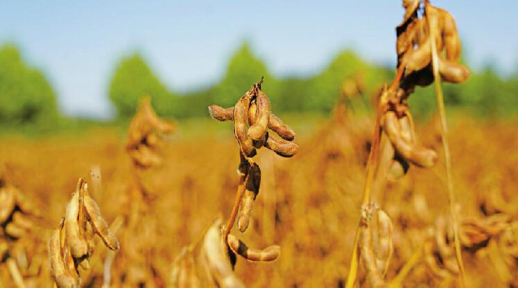 济南拿到全国首个基因编辑安全证书，精心培育五年的项目开花结果