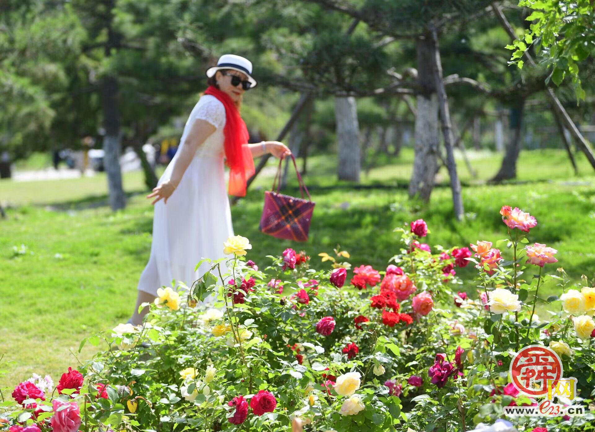 初夏时节，黄河畔游“花海”