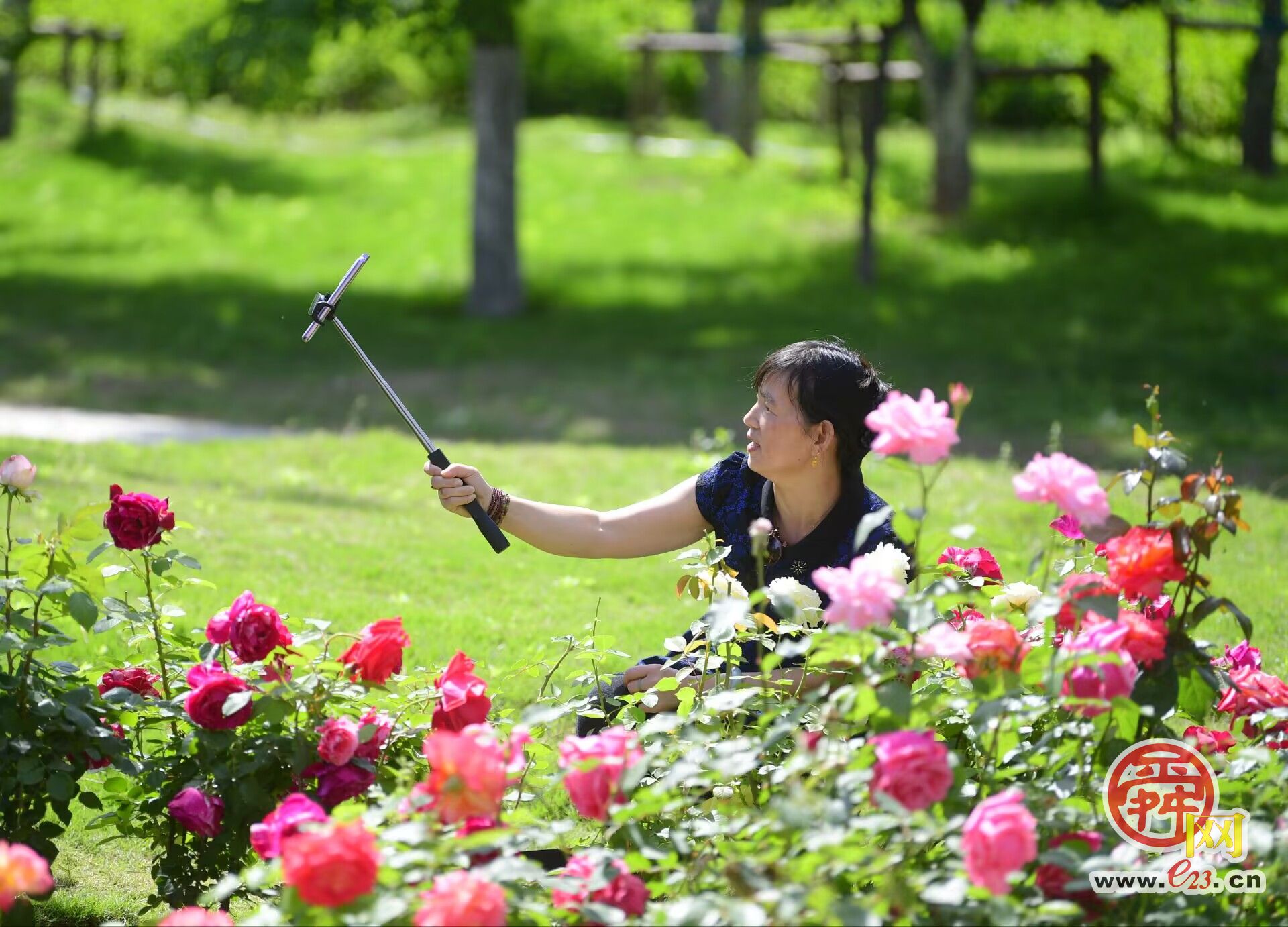 初夏时节，黄河畔游“花海”