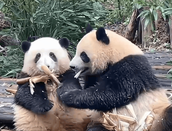 谭爷爷对大熊猫