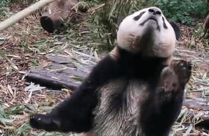 谭爷爷对大熊猫