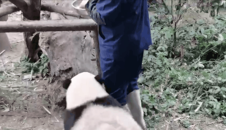 谭爷爷对大熊猫