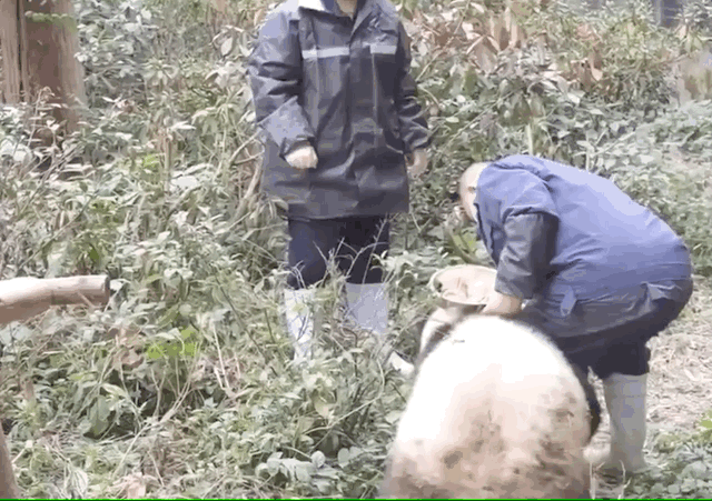 谭爷爷对大熊猫