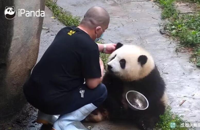 谭爷爷对大熊猫