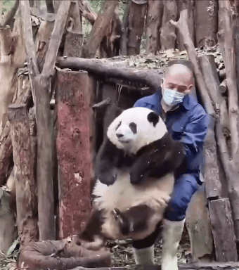 谭爷爷对大熊猫