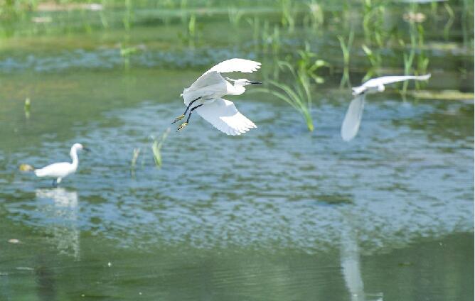腊山河生态环境提升 引来白鹭前来觅食
