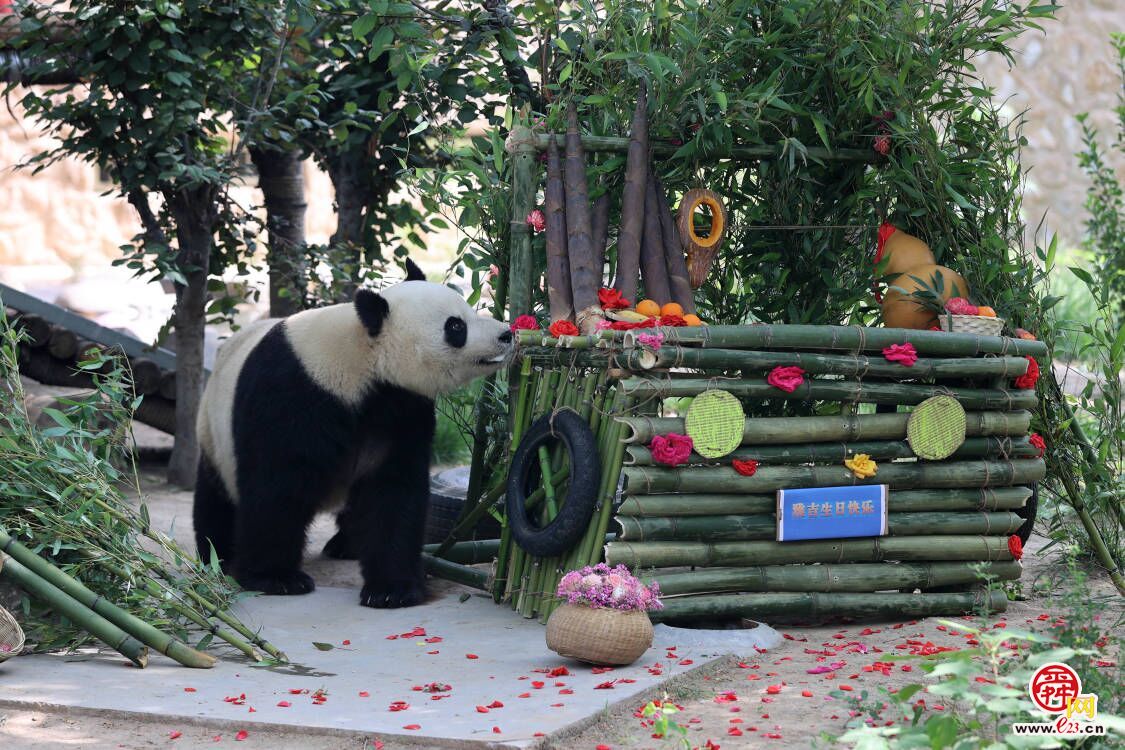 大熊猫“雅吉”济南过生日 手工“蛋糕车”融入爱和祝福
