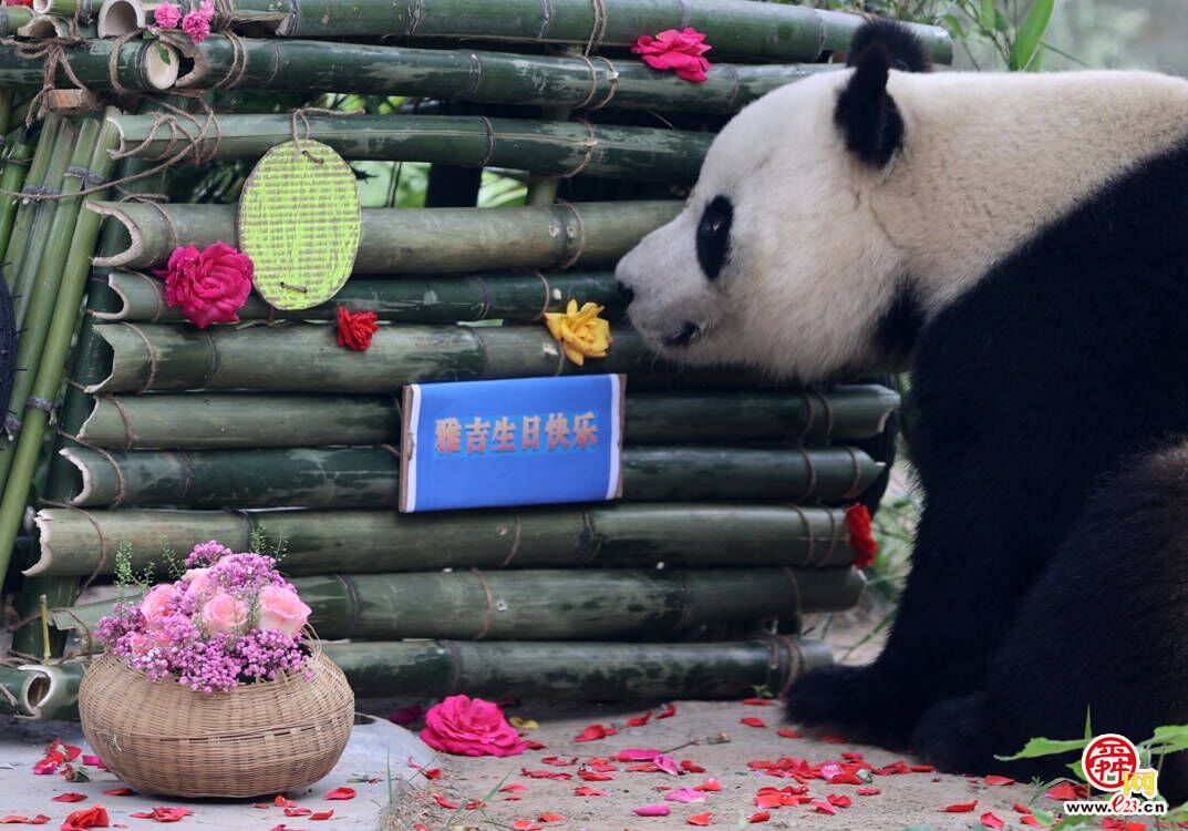 大熊猫“雅吉”济南过生日 手工“蛋糕车”融入爱和祝福